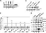 ADM2 Antibody in Western Blot (WB)