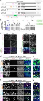 Green Renilla luciferase Antibody in Immunohistochemistry (IHC)