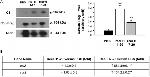 ACTA1 Antibody in Western Blot (WB)