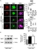 ACTA1 Antibody in Western Blot (WB)