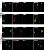 CD40 Antibody in Immunocytochemistry (ICC/IF)