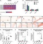 Ephrin B (Pan) Antibody in Immunocytochemistry (ICC/IF)