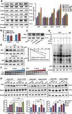 HA Tag Antibody in Western Blot (WB)