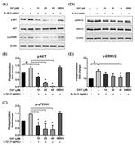 Huntingtin Antibody in Western Blot (WB)