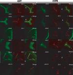 Claudin 8 Antibody in Immunocytochemistry (ICC/IF)