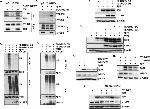 TGFBR1 Antibody in Western Blot, Immunoprecipitation (WB, IP)