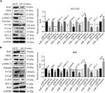 Phospho-c-Raf (Tyr341) Antibody in Western Blot (WB)