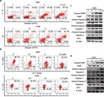 beta Actin Antibody in Western Blot (WB)