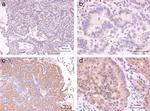 MOB1 Antibody in Immunohistochemistry (IHC)