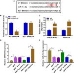 AGO2 Antibody in RNA Immunoprecipitation (RIP)
