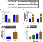 AGO2 Antibody in RNA Immunoprecipitation (RIP)