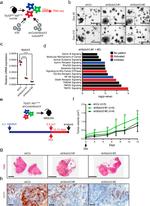 TurboGFP Antibody in Immunohistochemistry (IHC)