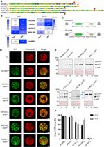 TurboGFP Antibody in Western Blot (WB)