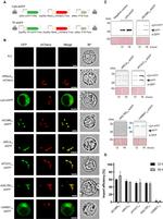 TurboGFP Antibody in Western Blot (WB)