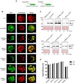 TurboGFP Antibody in Western Blot (WB)