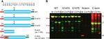 V5 Tag Antibody in Western Blot (WB)