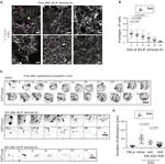 alpha Tubulin Antibody in Immunocytochemistry (ICC/IF)