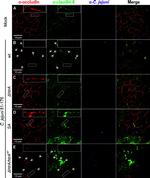 Claudin 8 Antibody in Immunocytochemistry (ICC/IF)