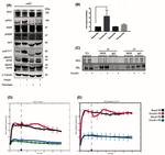 INSR beta Antibody in Western Blot, Immunoprecipitation (WB, IP)