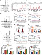 HIVEP2 Antibody in Western Blot (WB)