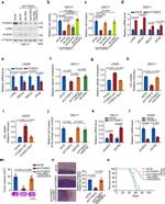 HIVEP2 Antibody in Western Blot (WB)