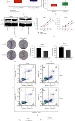 IGSF5 Antibody in Western Blot (WB)