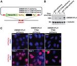 FLI1 Antibody in Western Blot (WB)
