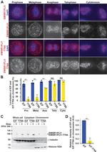 FLI1 Antibody in Western Blot (WB)