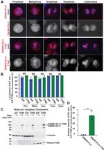 FLI1 Antibody in Western Blot (WB)