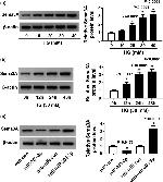SEMA3A Antibody in Western Blot (WB)