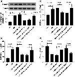 SEMA3A Antibody in Western Blot (WB)
