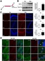 TOM70 Antibody in Immunohistochemistry (IHC)
