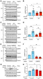 Phospho-CaMKI (Thr177) Antibody in Western Blot (WB)
