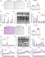 BAMBI Antibody in Western Blot (WB)