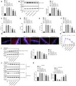 iNOS Antibody in Western Blot (WB)