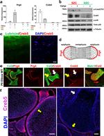 CREB5 Antibody in Western Blot, Immunohistochemistry (WB, IHC)