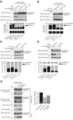 SPRTN Antibody in Western Blot (WB)
