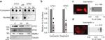CTC1 Antibody in Western Blot (WB)