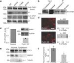 CTC1 Antibody in Western Blot (WB)