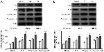 Caspase 1 Antibody in Western Blot (WB)