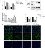 KLF2 Antibody in Immunocytochemistry (ICC/IF)