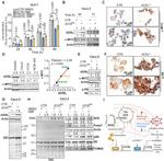 c-Myc Antibody in Western Blot, Immunohistochemistry (PFA fixed), Immunocytochemistry (WB, IHC (PFA), ICC/IF)