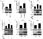Hepatitis B Virus X Monoclonal Antibody (X36C)