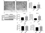 PPARGC1A Antibody in Western Blot (WB)