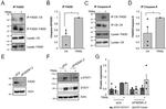 FADD Antibody in Western Blot, Immunoprecipitation (WB, IP)
