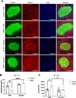MCM2 Antibody in Immunohistochemistry, Immunocytochemistry (IHC, ICC/IF)
