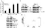 NDRG1 Antibody in Western Blot (WB)