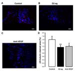 beta-3 Tubulin Antibody in Immunocytochemistry (ICC/IF)