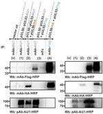 AU1 Tag Antibody in Western Blot (WB)