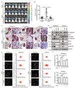 DCBLD2 Antibody in Western Blot (WB)